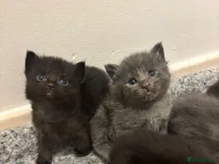 Mixed Breed cats Beautiful ragdoll x kittens - Advert 1