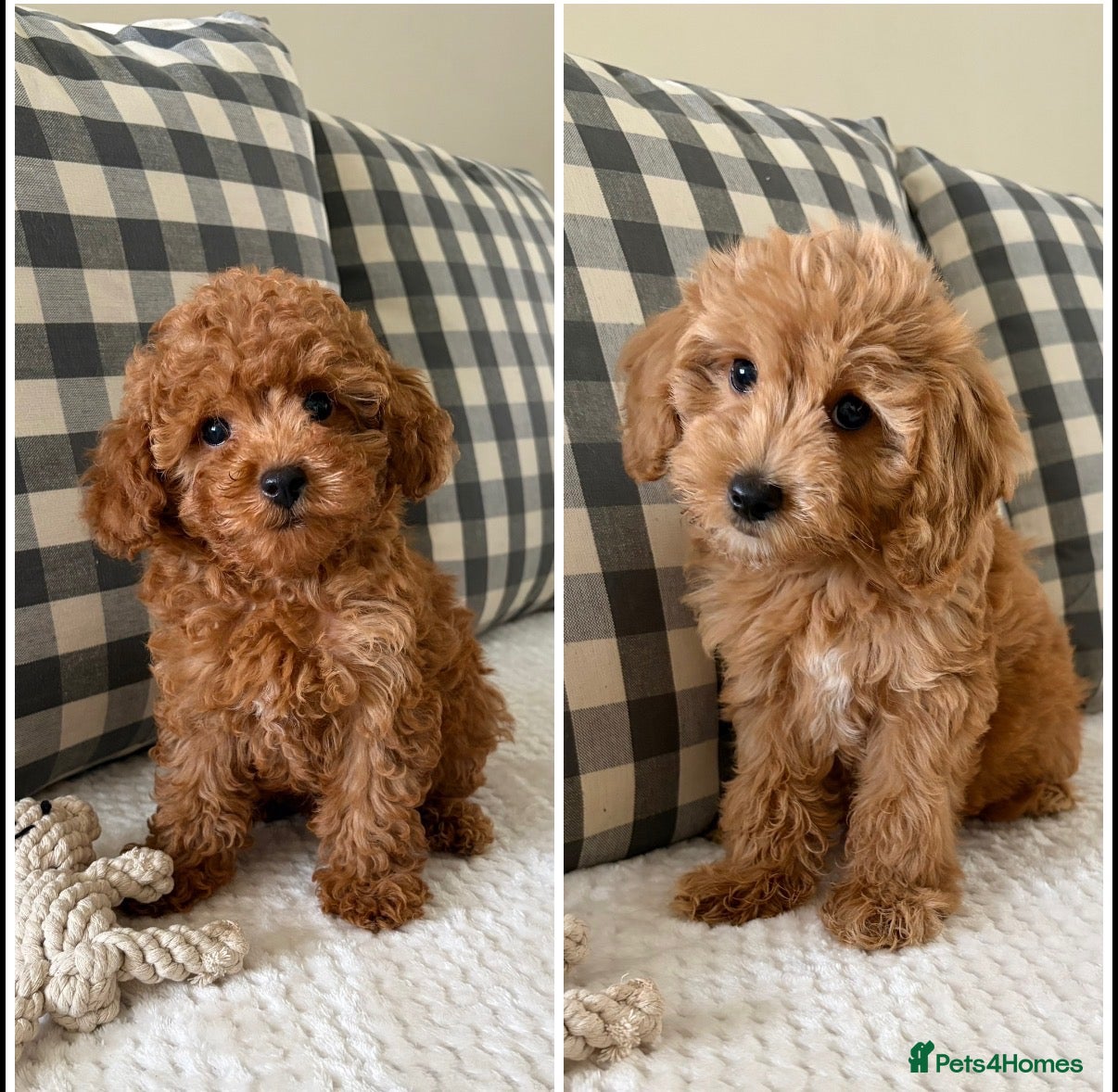 Cockapoo dogs Health tested cockapoo puppies  - Advert 1
