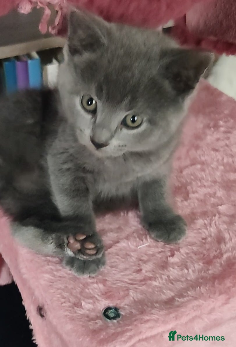 Russian Blue cats GORGEOUS 8 WEEK OLD KITTEN HYPOALLERGENIC  - Advert 10