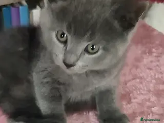 Russian Blue cats GORGEOUS 8 WEEK OLD KITTEN HYPOALLERGENIC - Advert 10