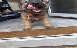 German Shepherd dogs for sale: READY NOW! German Shepherd x Belgian Malinois - Image 18