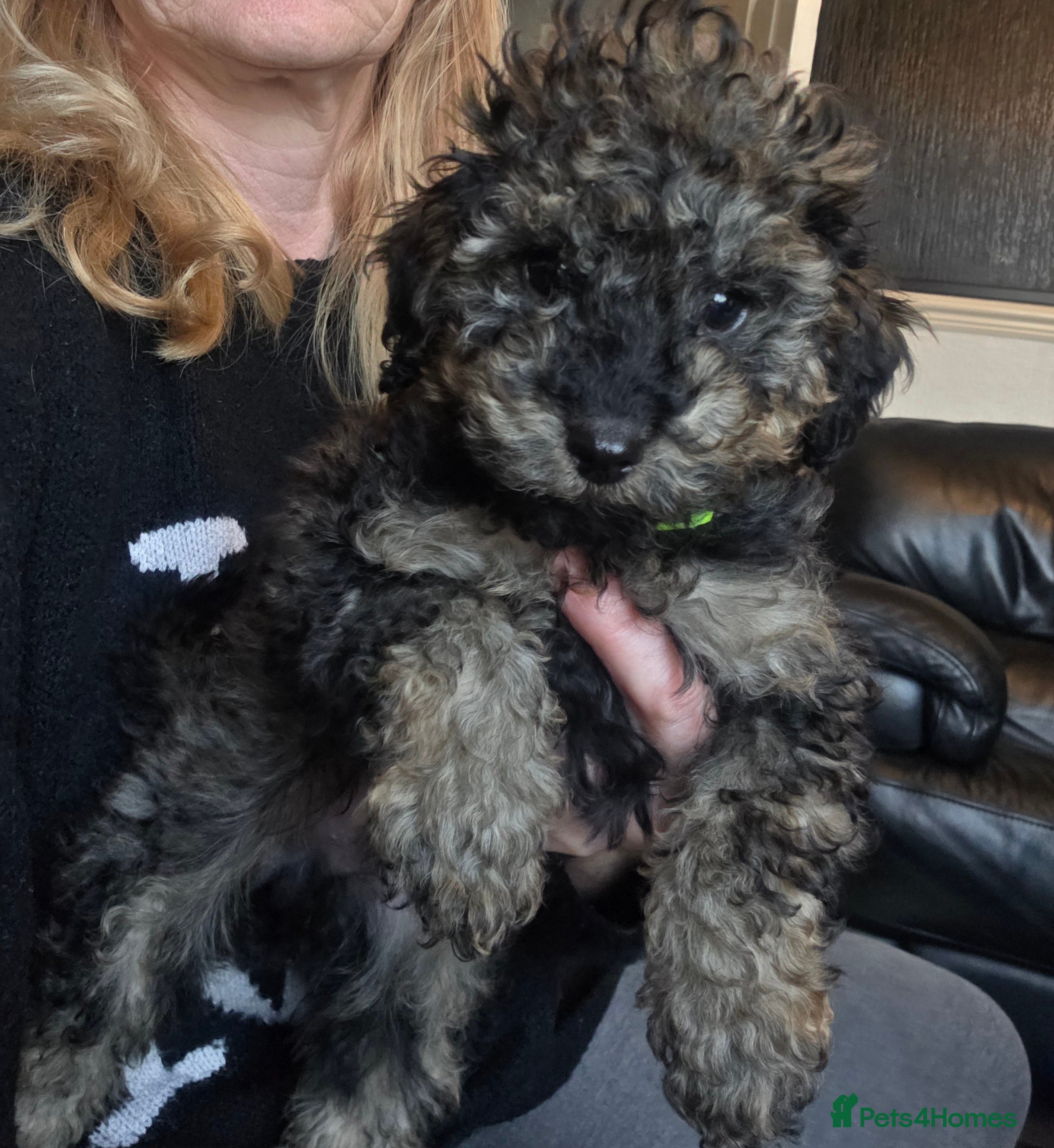 Doxiepoo dogs Beautiful toy poodle phantom rare colour 3/4 pups - Advert 16