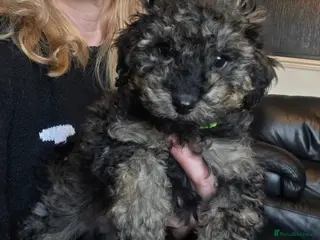 Doxiepoo dogs Beautiful toy poodle phantom rare colour 3/4 pups - Advert 16