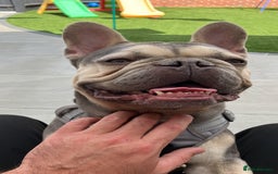 French Bulldog dogs for sale: 3 Year Old French Bulldog For Rehoming - Image 2
