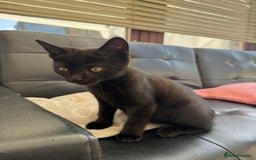 Domestic Shorthair cats for sale: Gorgeous kittens looking for lovely home - Image 2