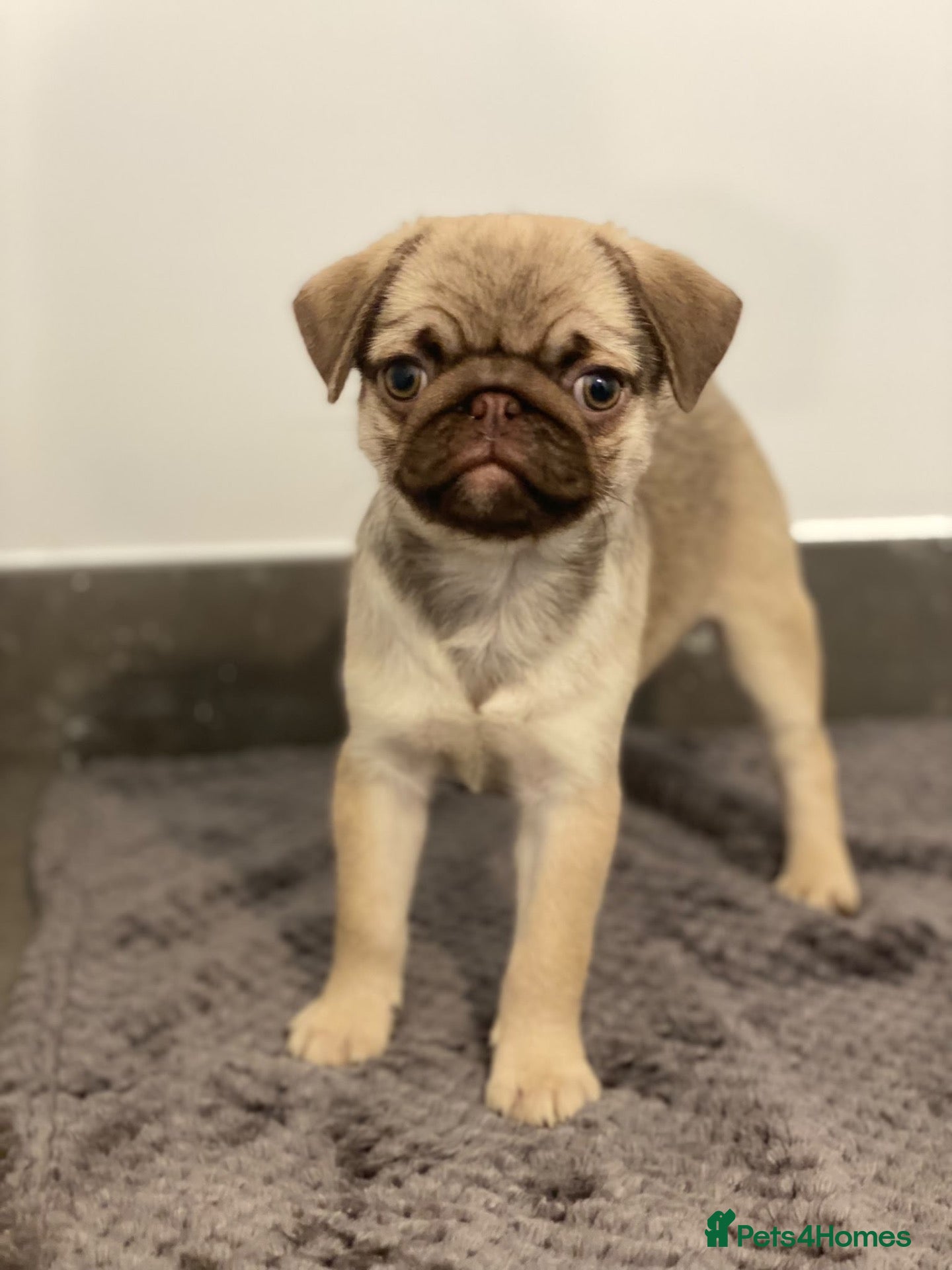 Pug dogs Gorgeous Pug Puppies - Advert 2