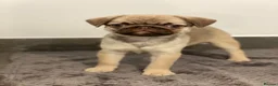 Pug dogs for sale: Gorgeous Pug Puppies - Advert 1