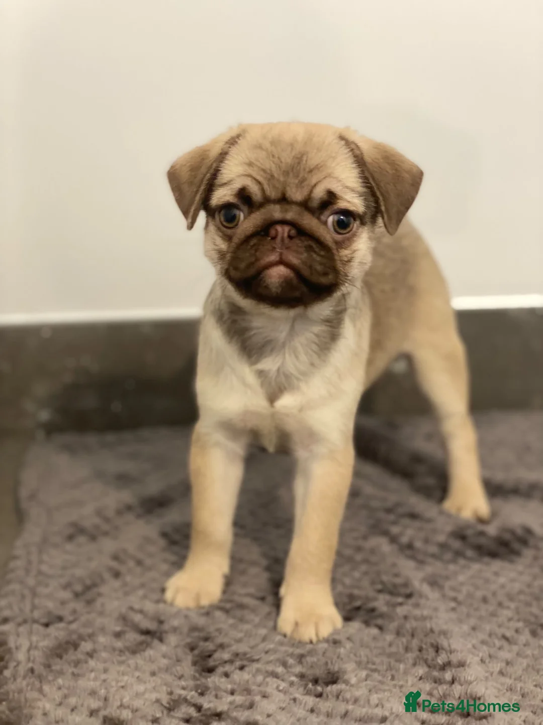Pug dogs for sale: Gorgeous Pug Puppies - Advert 1