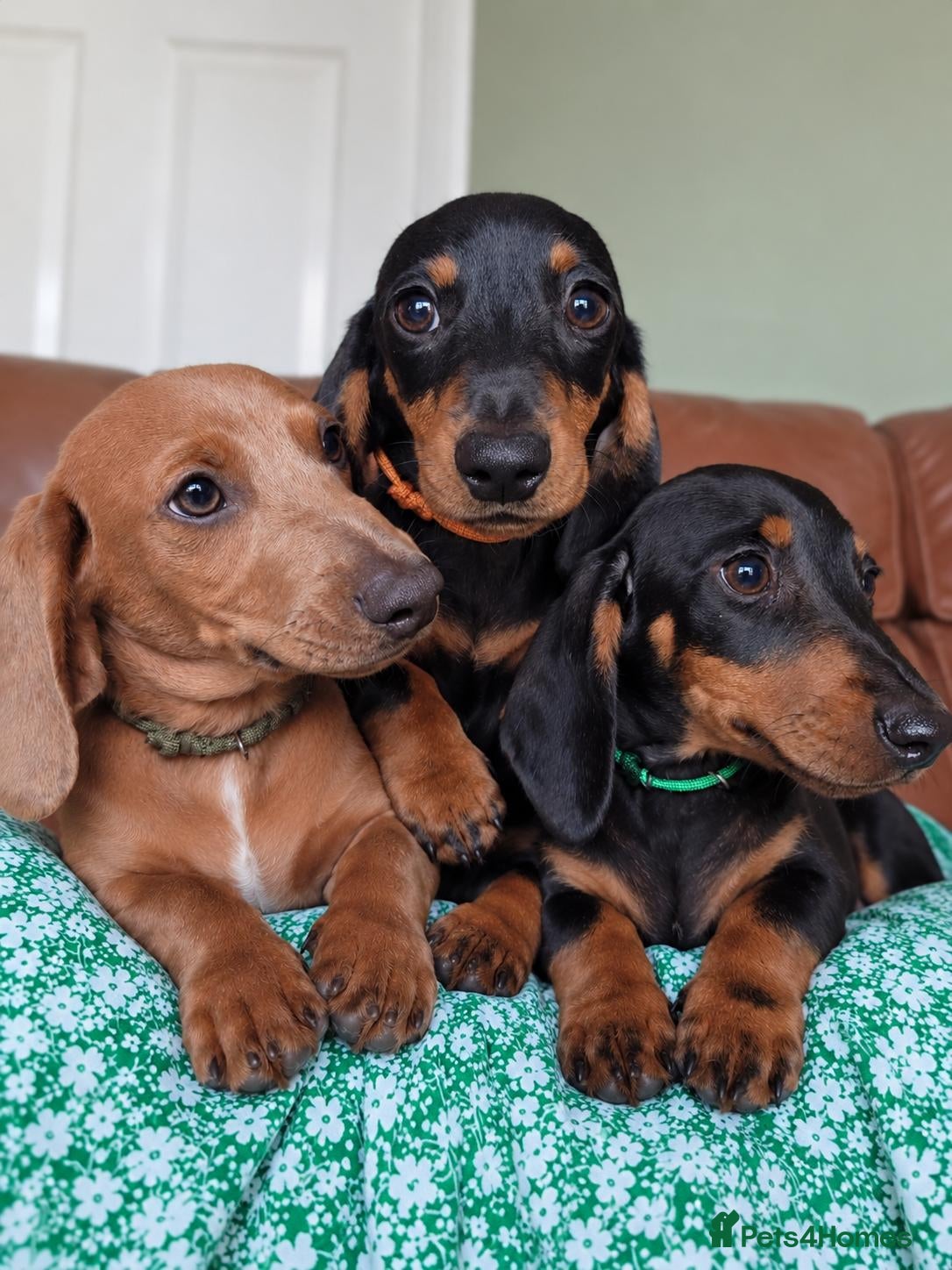 Miniature Dachshund dogs Miniature Dachshunds ready now - Advert 1