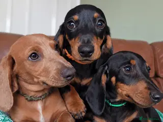 Miniature Dachshund dogs Miniature Dachshunds ready now - Advert 1