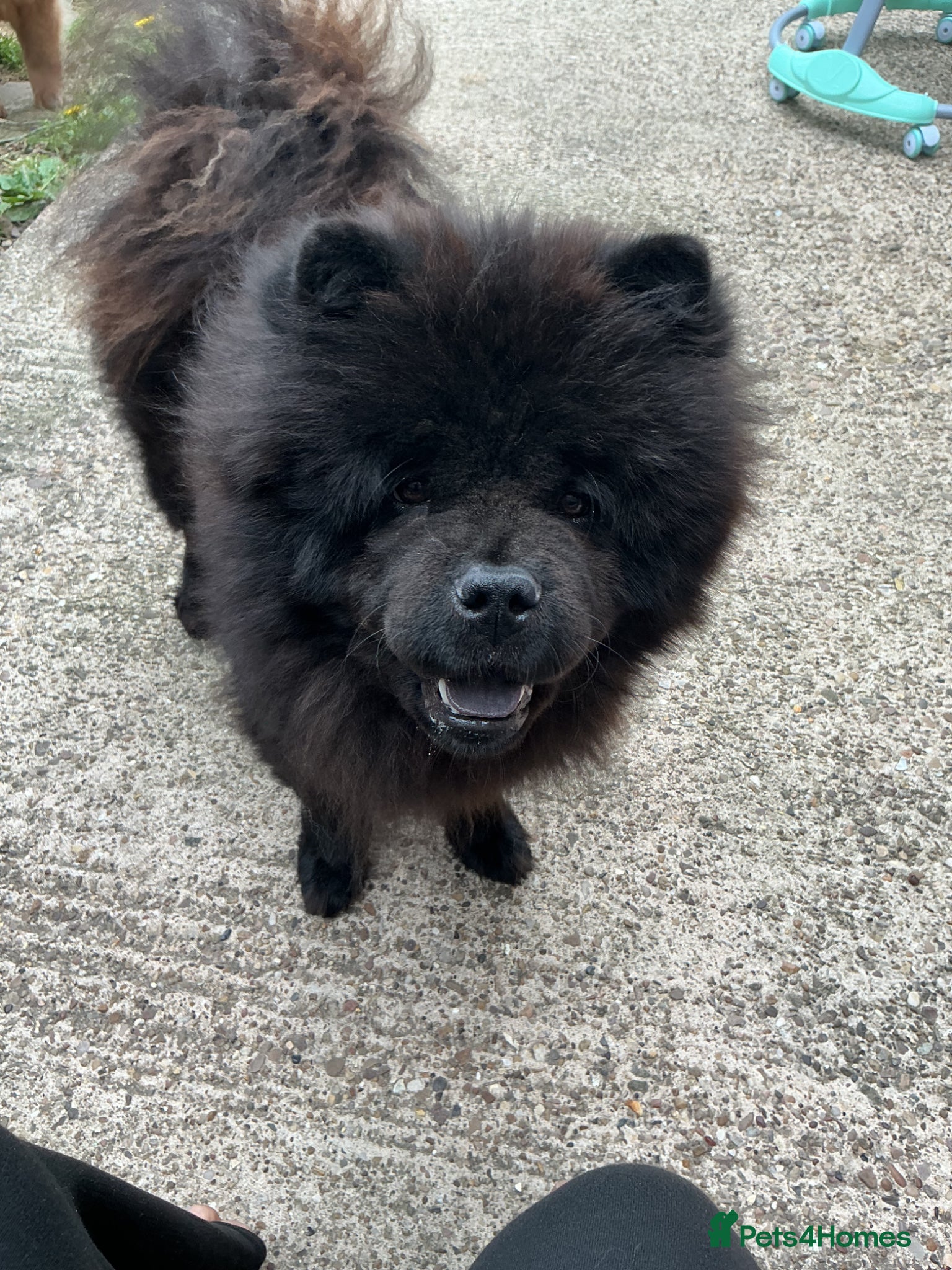 Chow Chow dogs Beautiful 2-Year-Old Chow Chow  - Advert 9