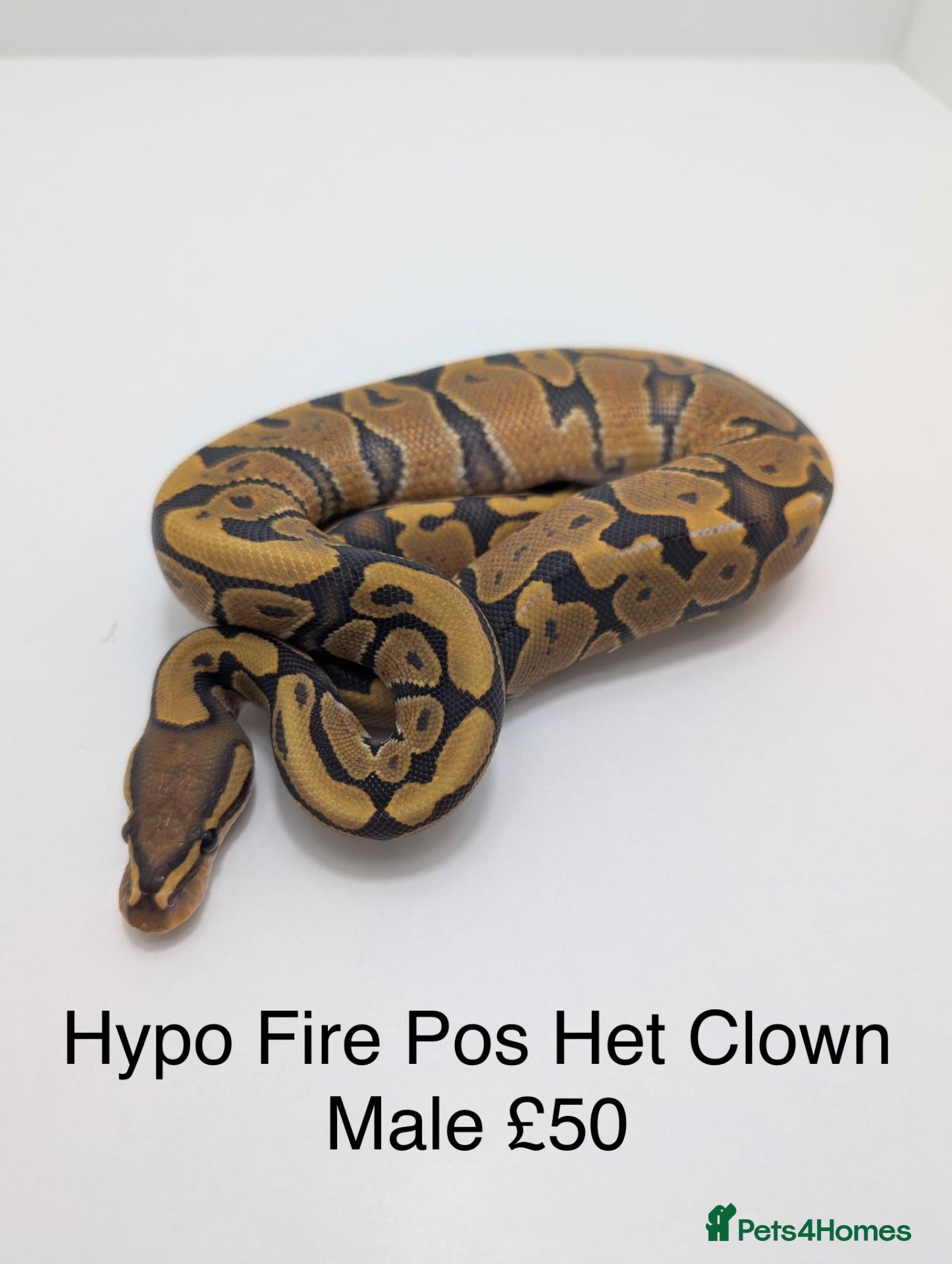 Python Snake reptiles baby royals looking for new postcodes. - Advert 24