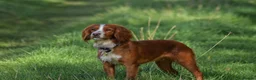 Cocker Spaniel dogs for sale: Gorgeous Working Cocker Spaniels in Northallerton - Advert 16