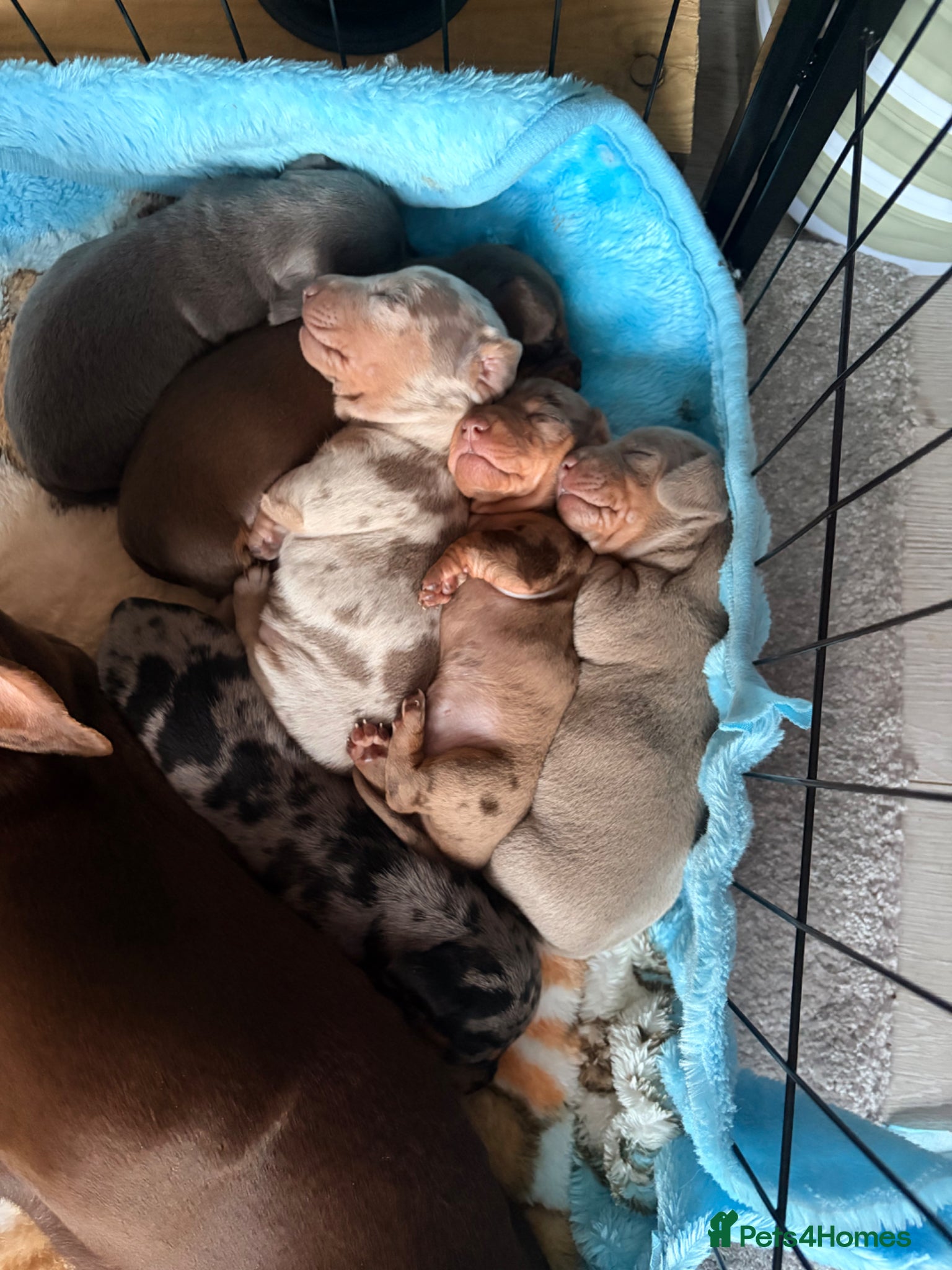Miniature Dachshund dogs Miniature daschund puppies for sale - Advert 6