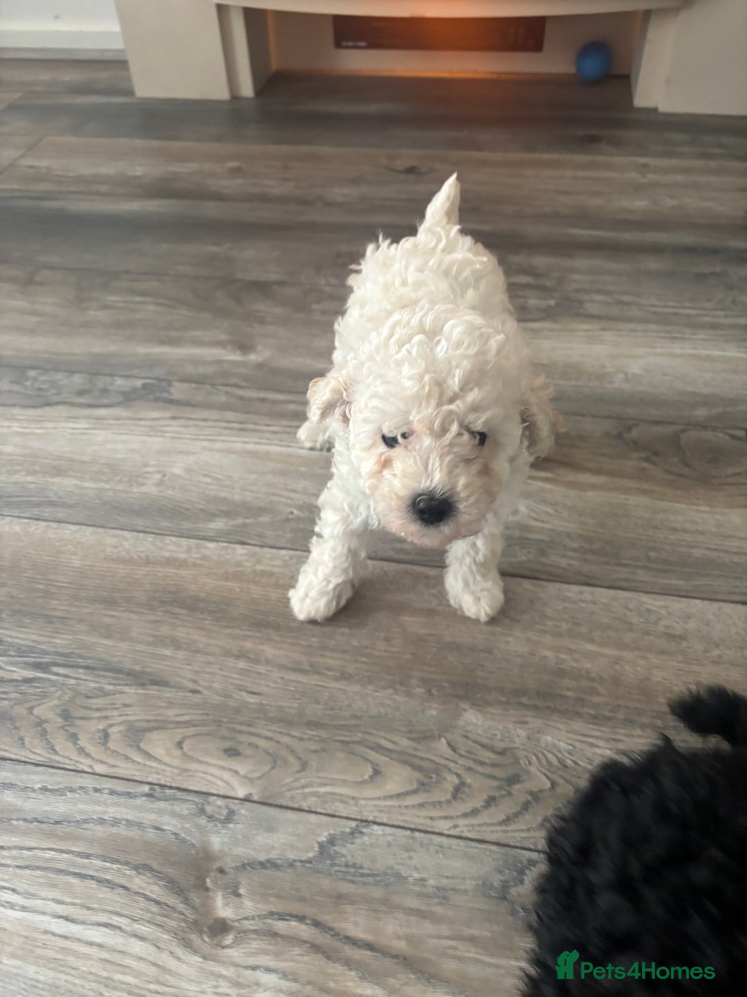 Toy Poodle dogs for sale: Stunning kc toy poodle girls  - Image 8