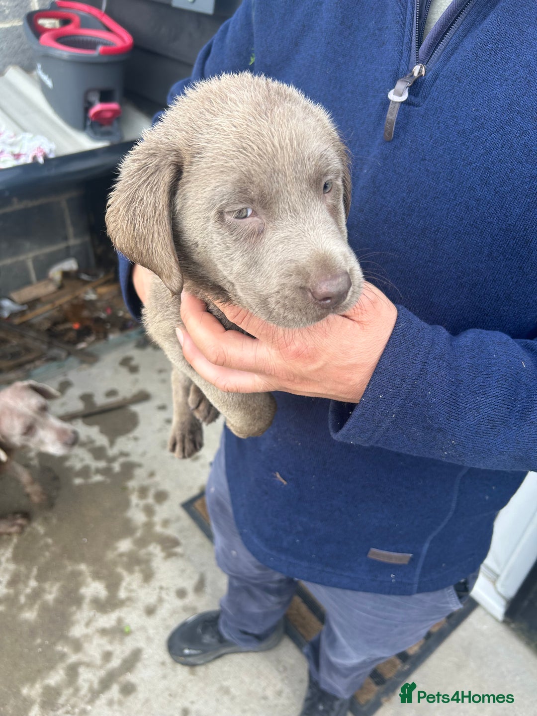 Labrador Retriever dogs for sale: Silver Labrador  - Image 7
