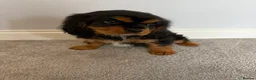 Cavalier King Charles Spaniel dogs for sale: Beautiful health tested cavalier King Charles  - Advert 7