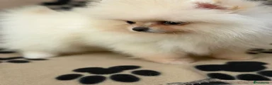 Pomeranian Puppy 1