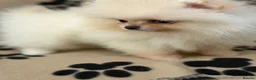 Pomeranian dogs for sale: Super litter of 4 Beautiful Pomeranian Girls  in Ammanford - Advert 2
