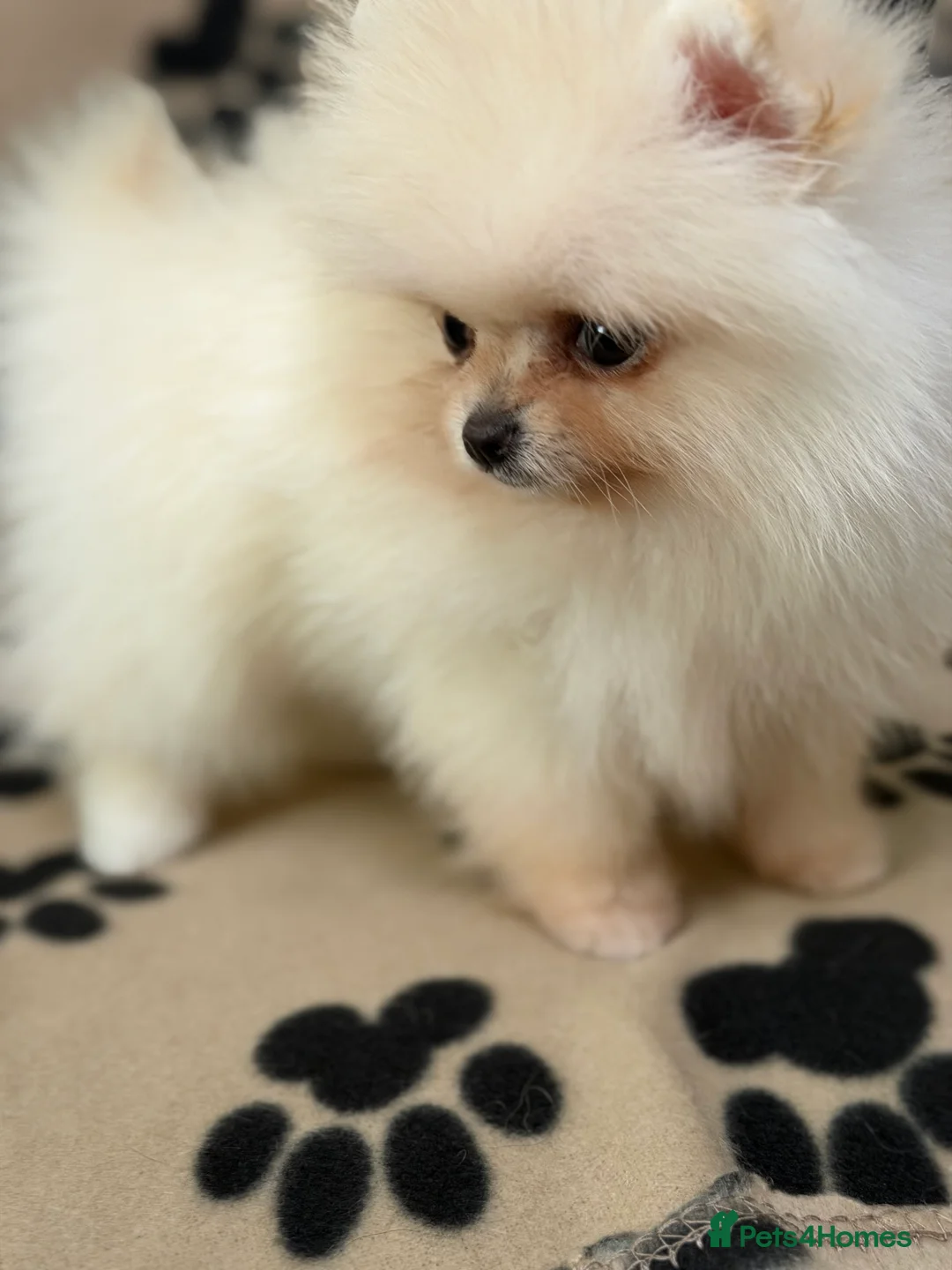 Pomeranian dogs for sale: Super litter of 4 Beautiful Pomeranian Girls  in Ammanford - Advert 2