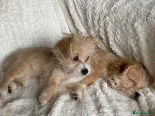 Mixed Breed dogs Unique mix - Maltese x JackChi Pups - Advert 18