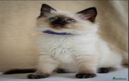Ragdoll cats for sale: Beautiful Ragdoll Queen - Image 5