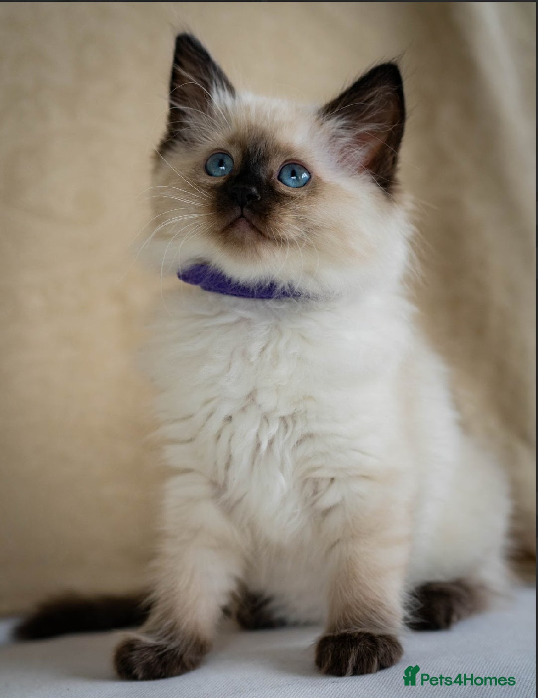 Ragdoll cats for sale: Beautiful Ragdoll Queen - Image 5