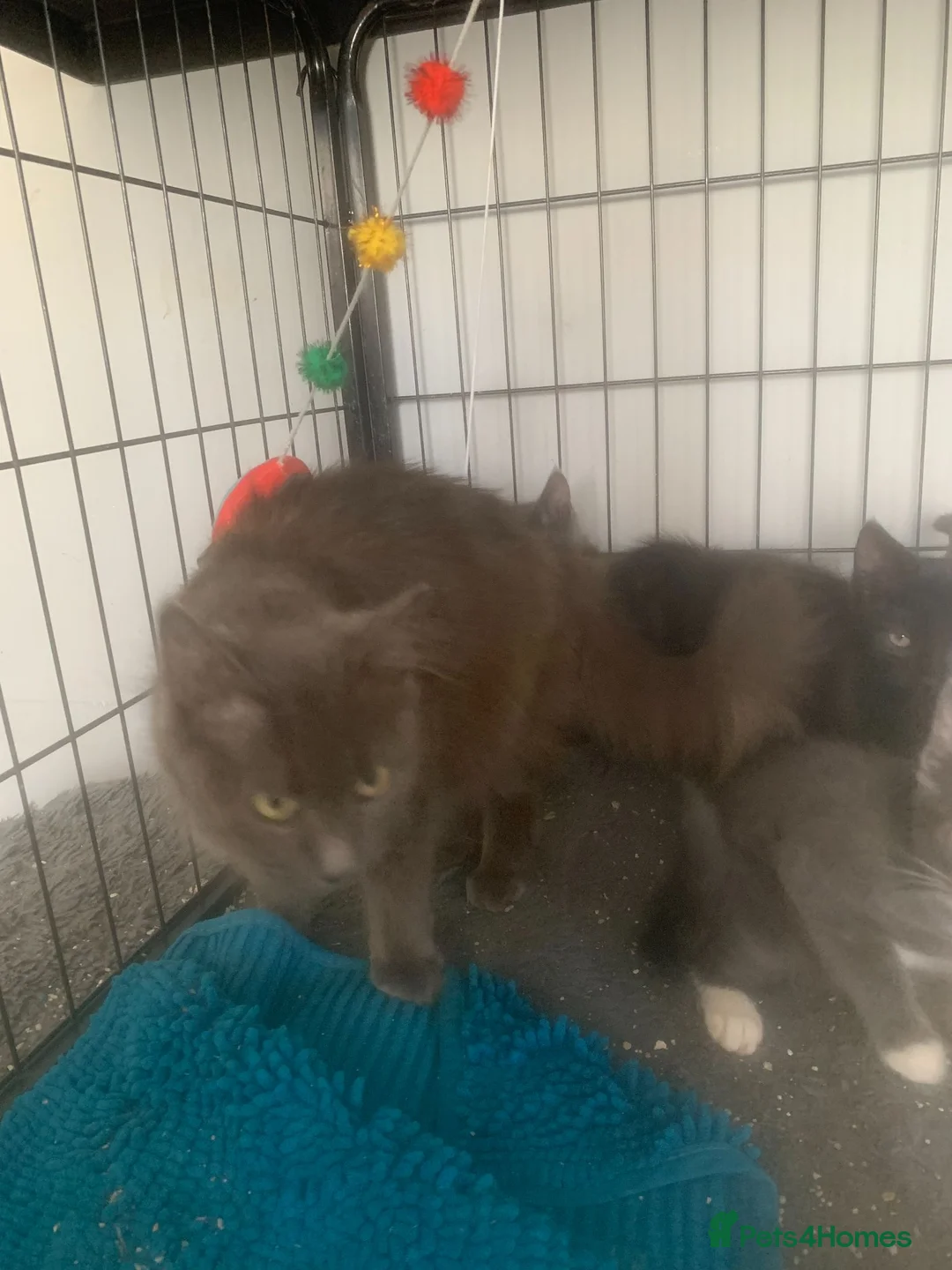 Mixed Breed cats for sale: beautiful semi long kittens - Advert 4