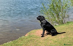 Labrador Retriever dogs for stud: Riley  in Leicester - Image 9
