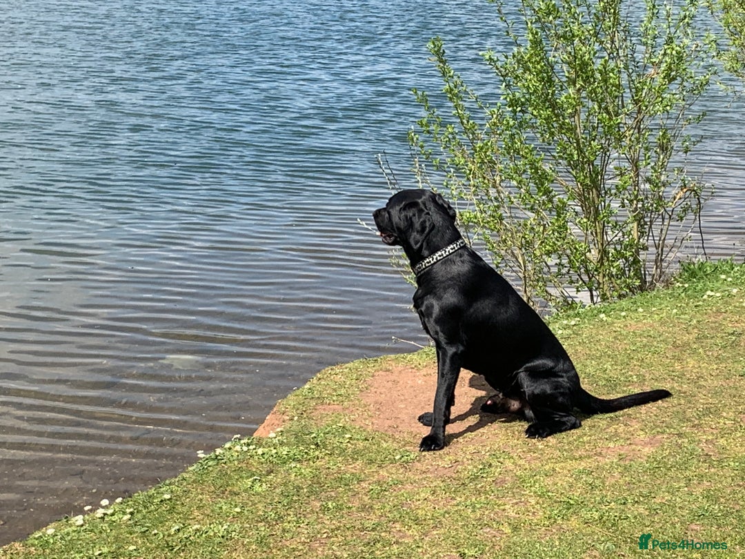 Labrador Retriever dogs for stud: Riley  in Leicester - Image 9