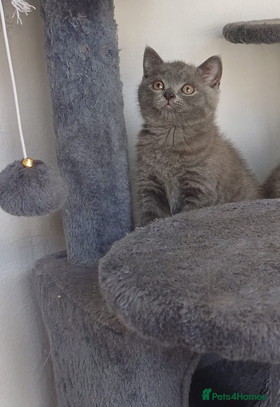 British Shorthair cats 1 LEFT British Shorthair Kitten ♡ - Advert 1