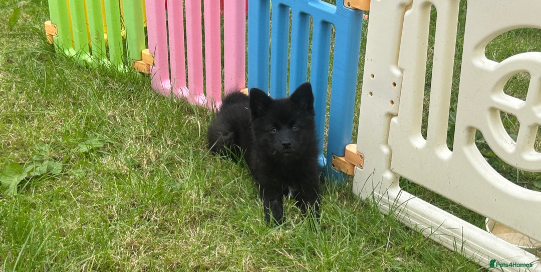 Pomsky dogs for sale: Adorable small f3 Pomsky puppies for sale  - Image 22