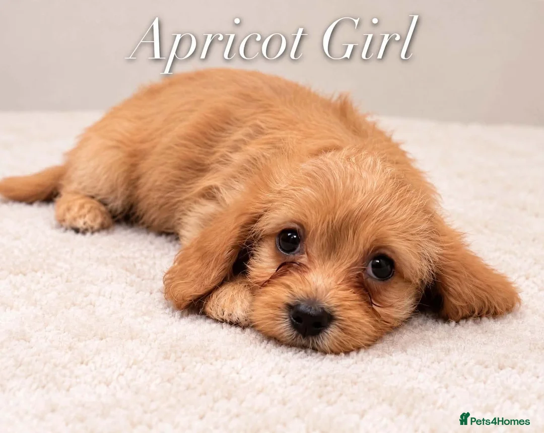 Cavapoo puppies for sale in Durham | Pets4Homes