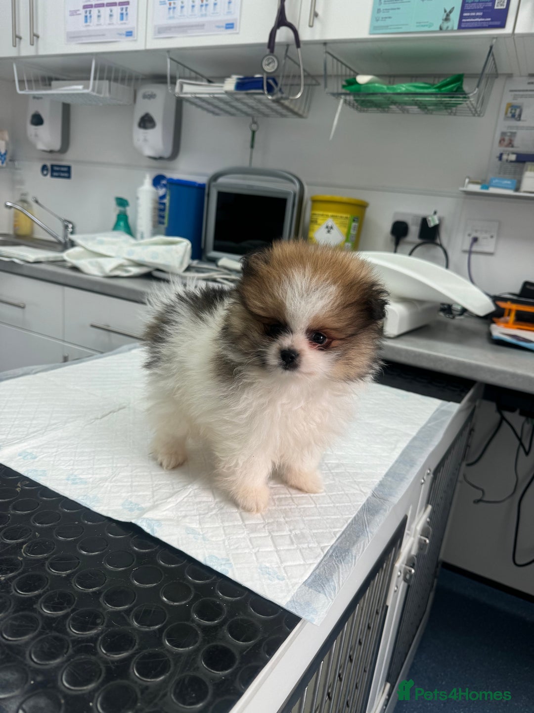 Pomeranian dogs for sale: Unique patterned Pomeranians 🩵 - Advert 14