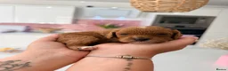 Cavapoo dogs for sale: Gorgeous F1bb Teddy Cavapoos - Advert 12