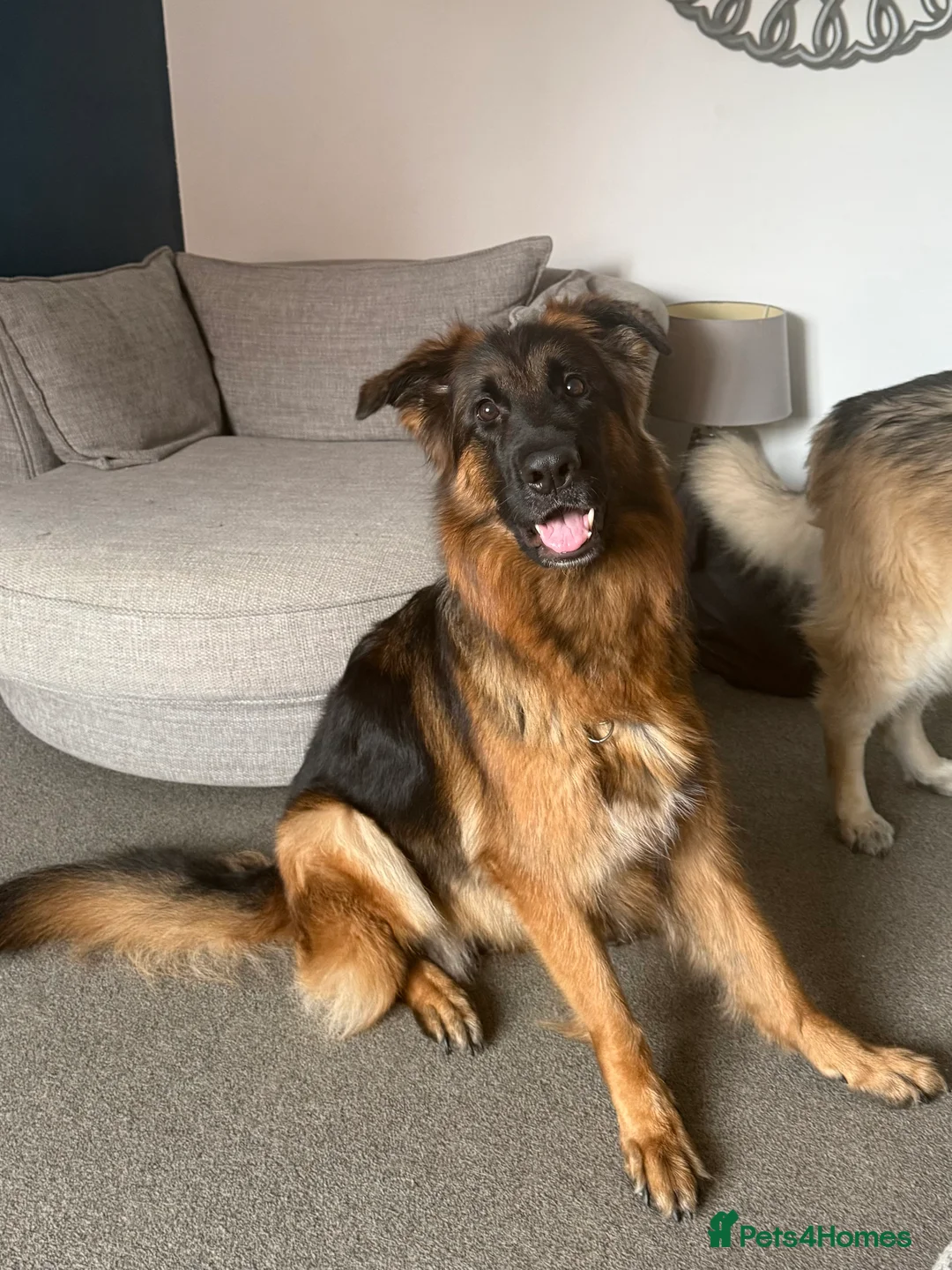 German Shepherd dogs for sale: 6 year old German shepherd female  - Advert 2