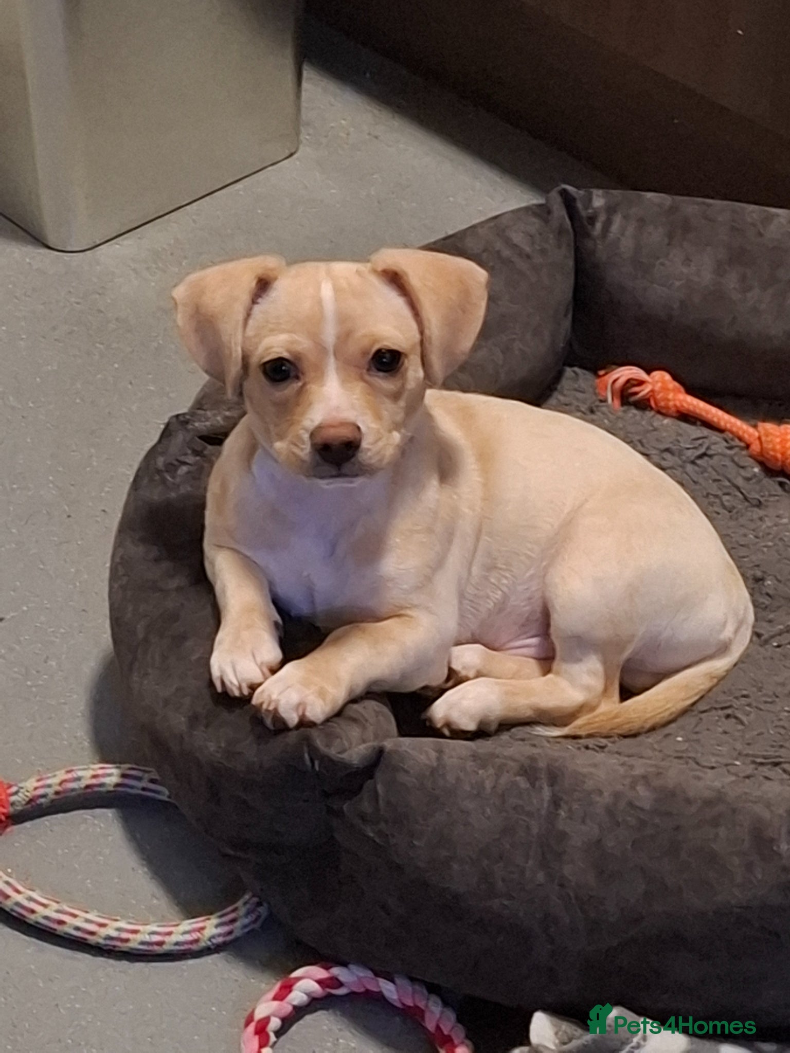 Chiweenie dogs 8 month old male  - Advert 11