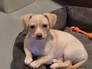 Chiweenie dogs 8 month old male - Advert 9