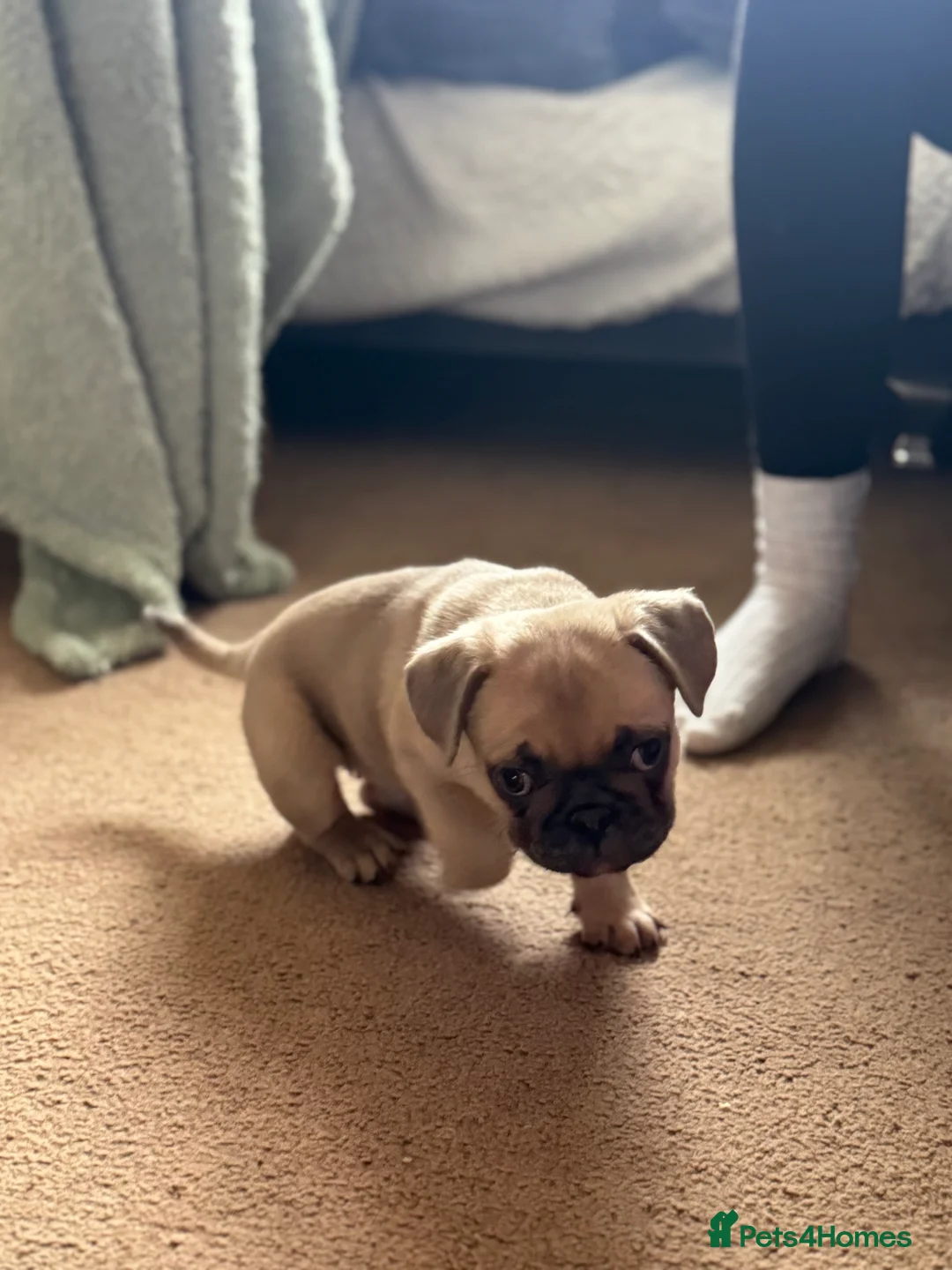 Frug dogs for sale: Our gorgeous ‘ CHUNKY’  - Advert 3