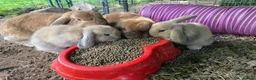 Mini Lop rabbits for sale: Beautiful mini-lop baby rabbits in South Croydon - Advert 11