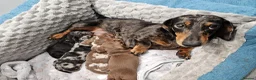 Miniature Dachshund dogs for sale: Stunning KC registered minature Dachshund - Advert 2