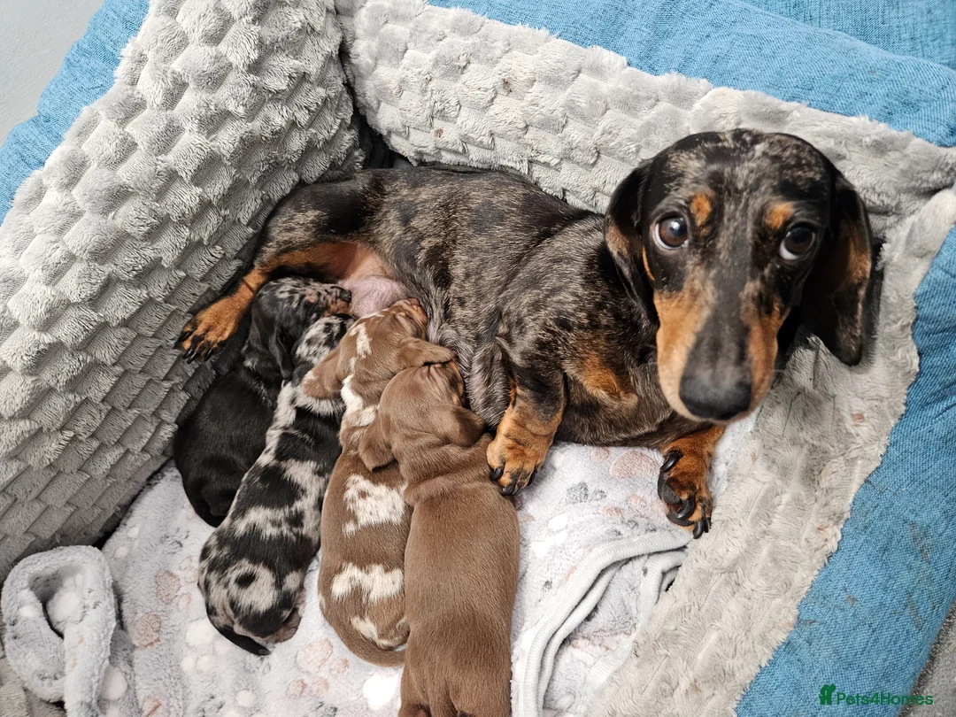 Miniature Dachshund dogs for sale: Stunning KC registered minature Dachshund - Advert 2