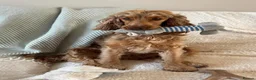 Cocker Spaniel dogs for sale: Stunning Show Cocker Spaniel Puppies - Advert 19