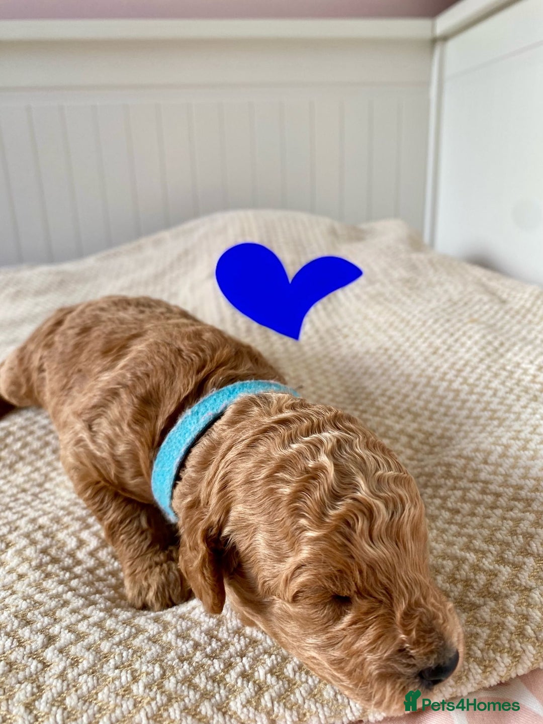 Poochon dogs for sale: ♥️🐶🧸 TINY ASIAN TOY POOCHONS FOR SALE ♥️ - Advert 6