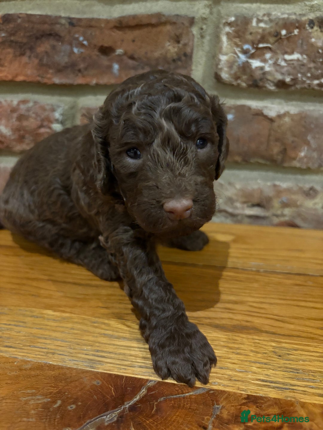 Cockapoo dogs for sale: F1b cockapoo puppies - Advert 4