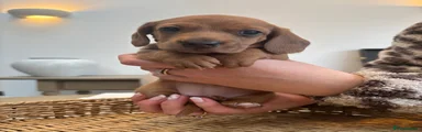 Miniature Dachshund Puppy 1