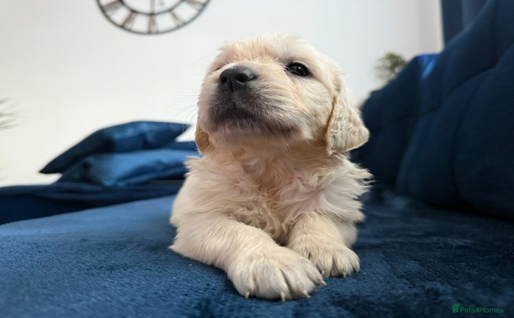 Golden Retriever dogs - Advert 1