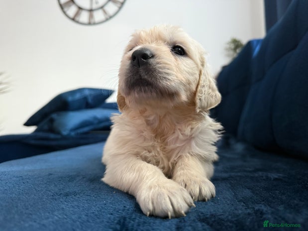 Golden Retriever dogs - Advert 4