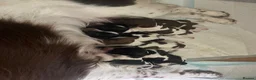 English Springer Spaniel dogs for sale: Springer spaniel puppies  - Advert 6