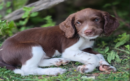 English Springer Spaniel dogs for sale: Working English Springer Spaniel Pups - KC REG - Image 21